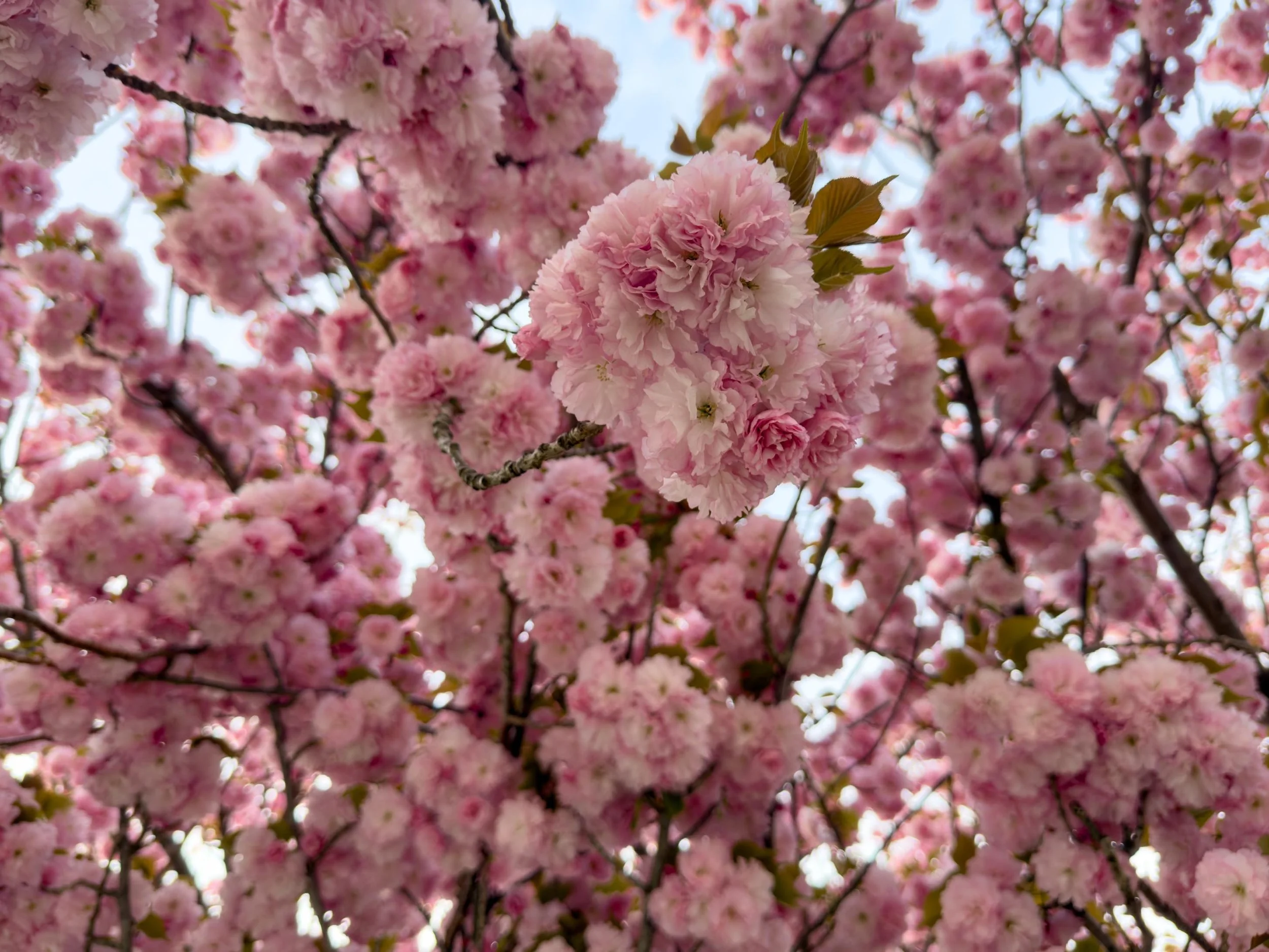 First Bloom | Baltimore, MD | 2026