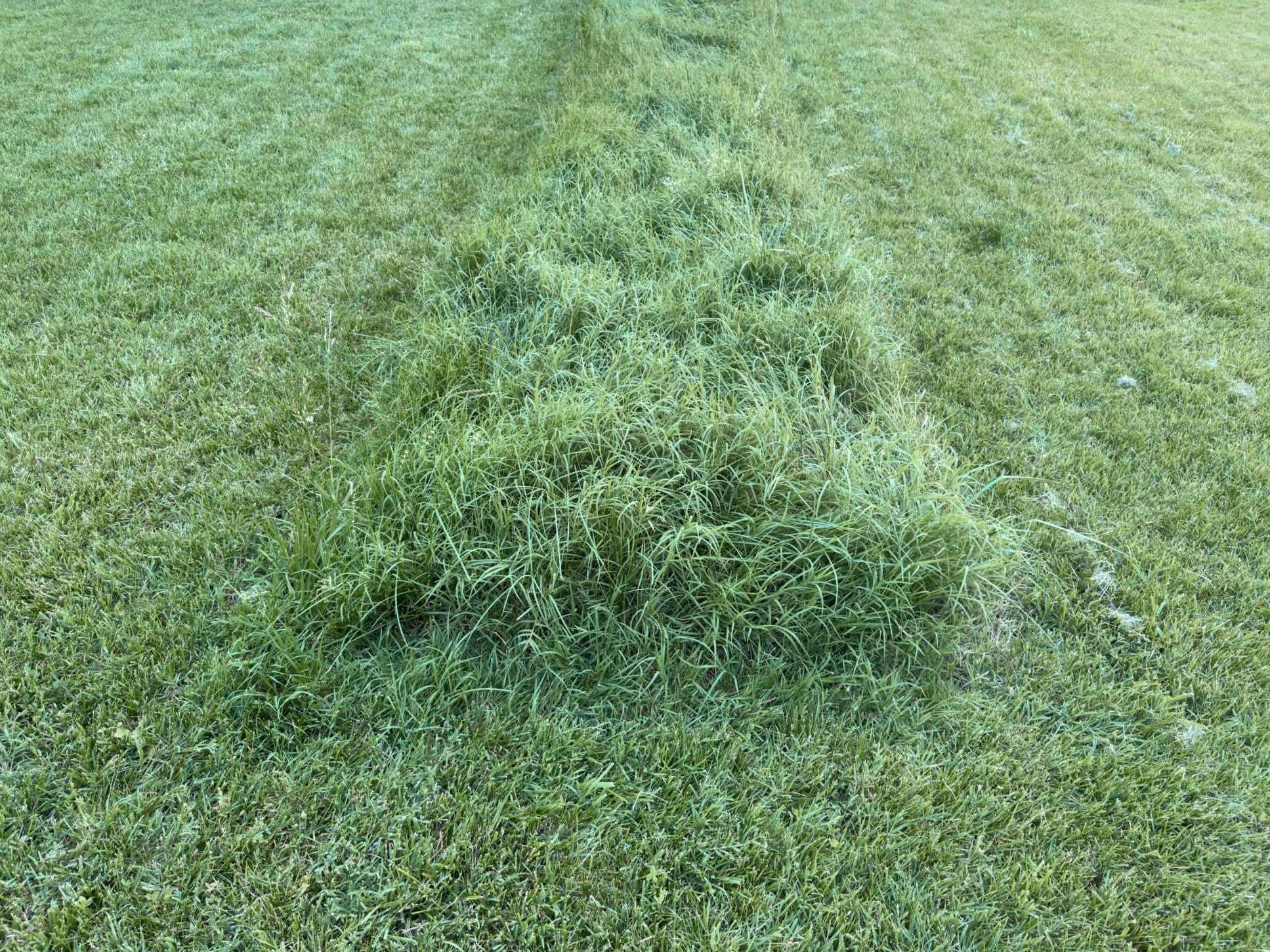 Mowed | Baltimore, MD | 2026
