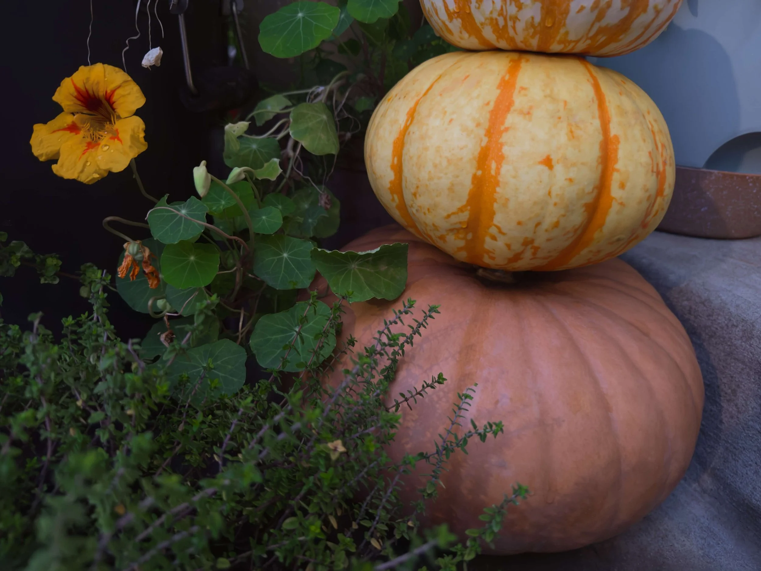 Harvest | Baltimore, MD | 2026