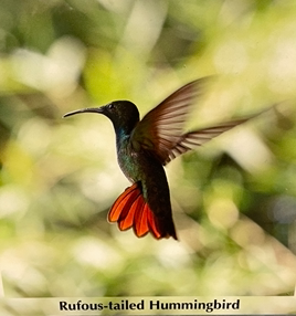 Rufous-Tailed Hummingbird.png
