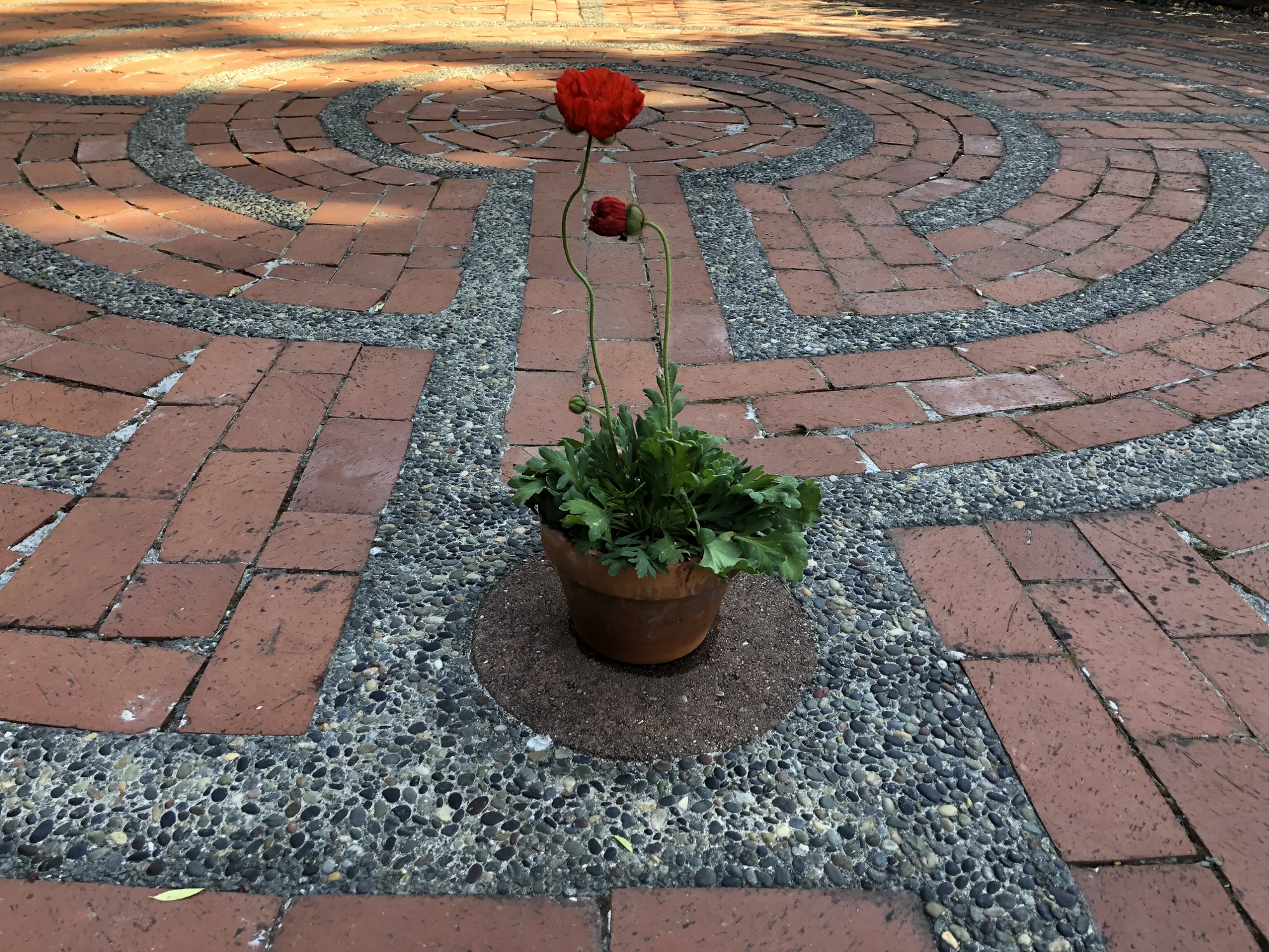 Red poppies in the heart-space of the Santa Rosa Labyrinth