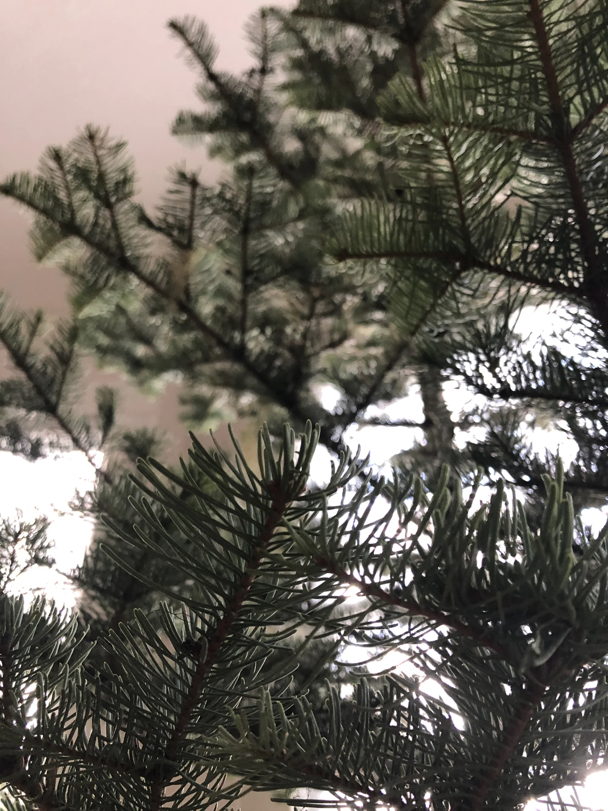 tree2018.jpg