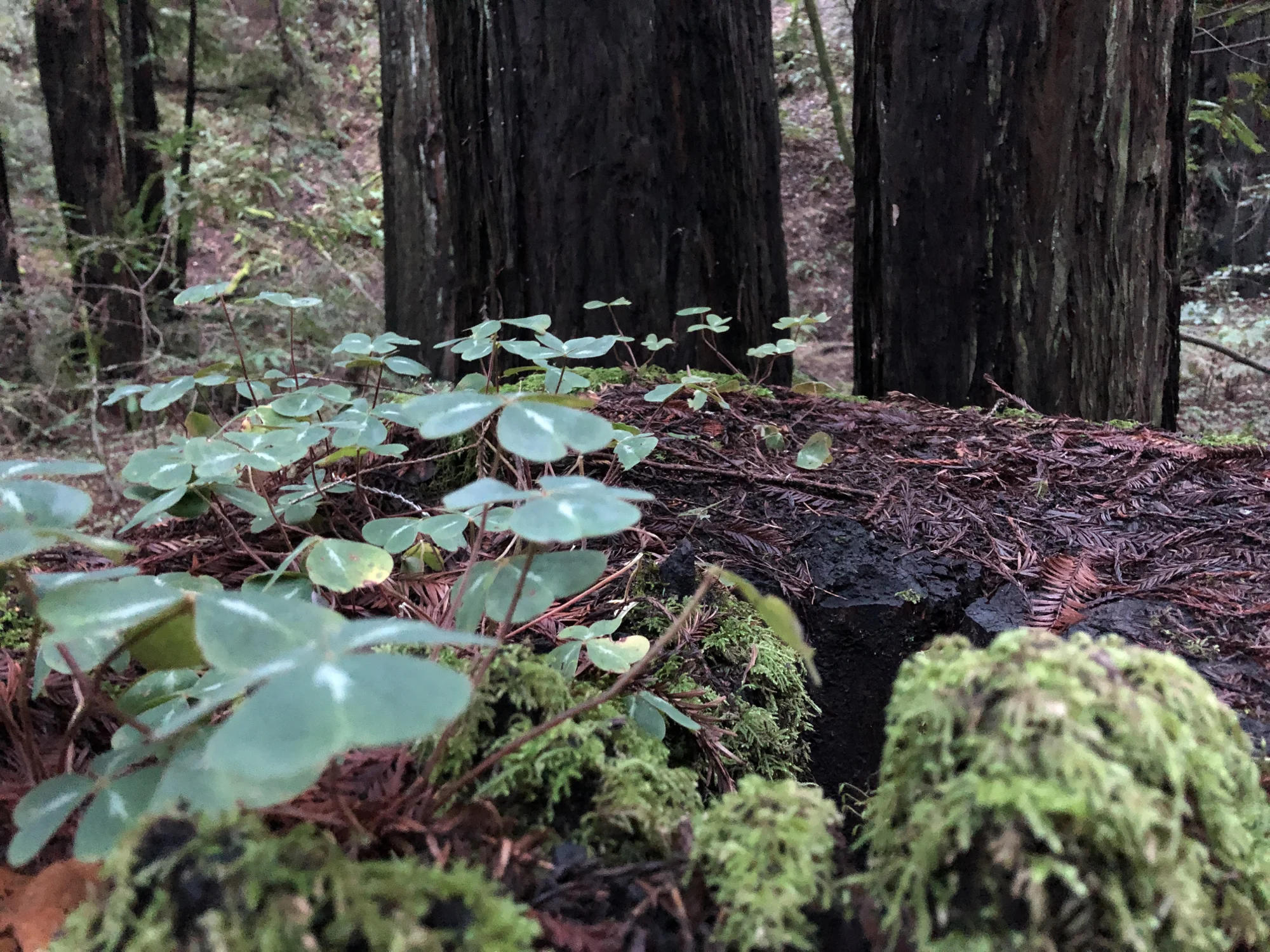 Armstrong Redwoods, CA