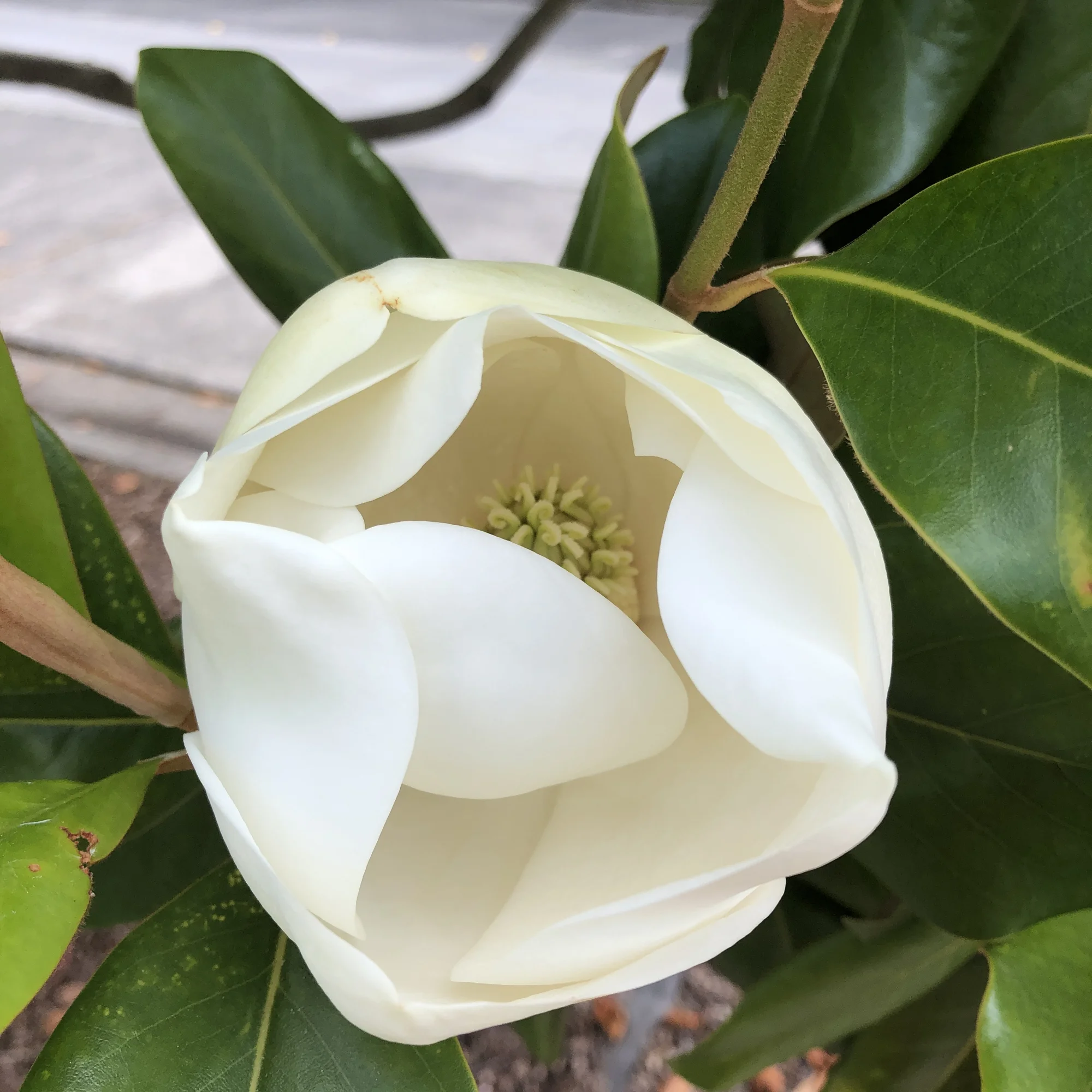 Giant Magnolia bloom