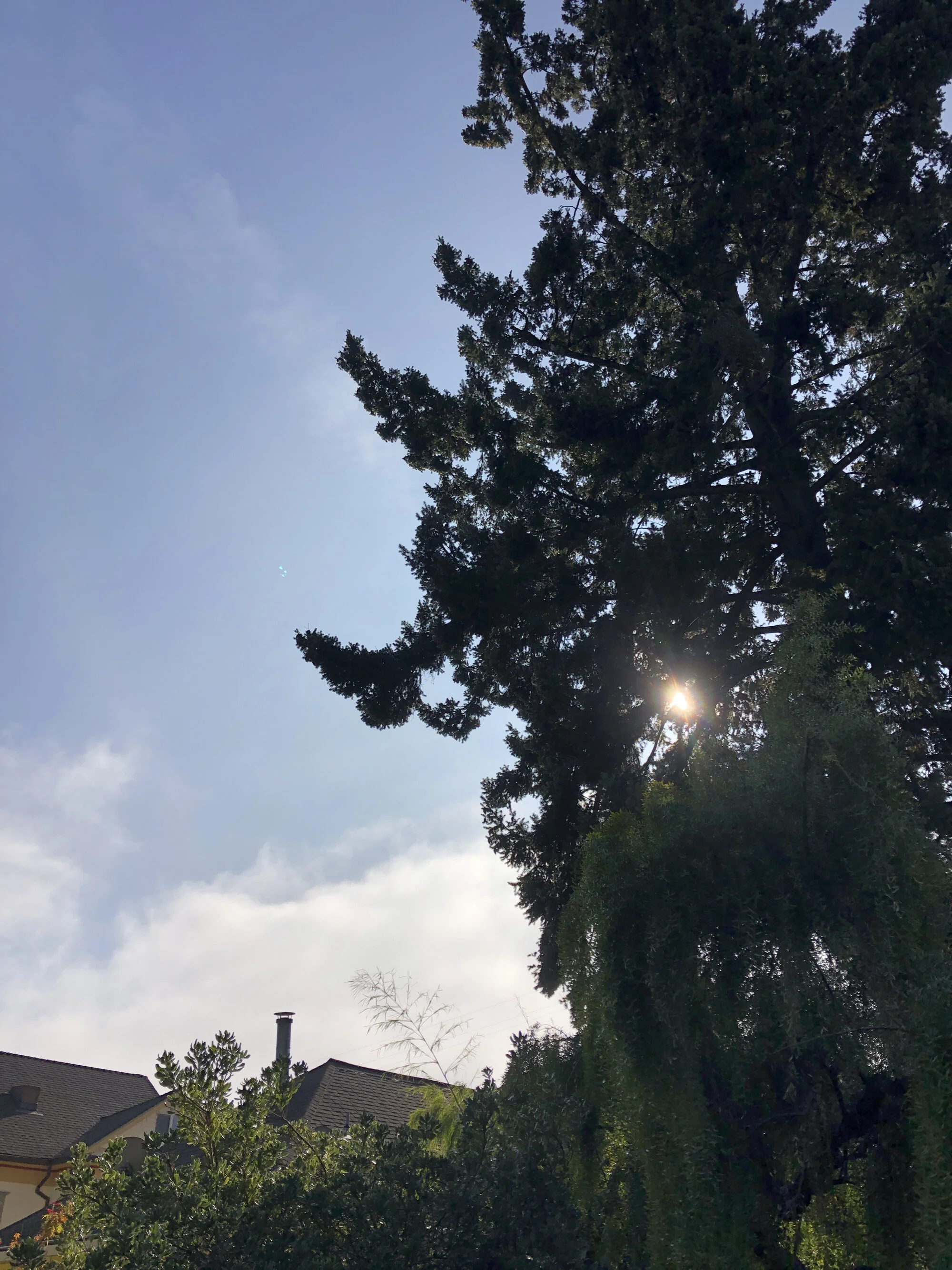 Morning Sun