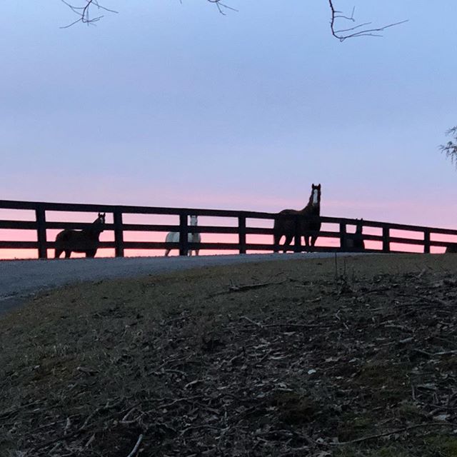 #beautifulsunset #prettyponies @powhatanplantation @harvardpolo