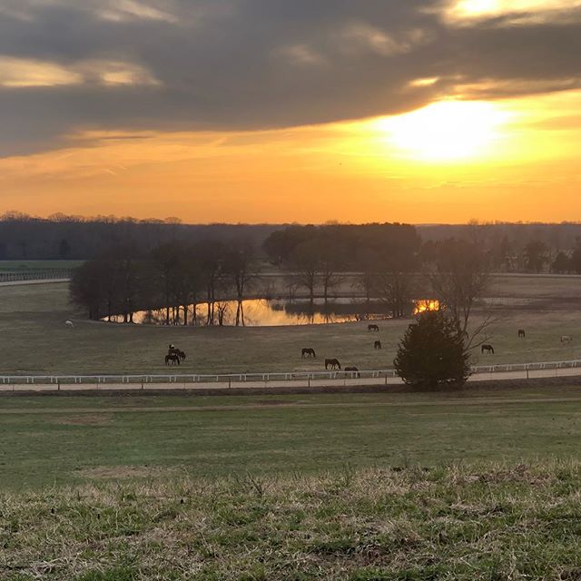 Spring @powhatanplantation #polo #poloplayers #poloponies #polopony #virginiaturnout