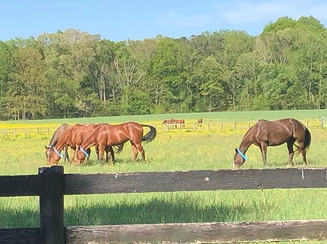 Look at the beautiful horses I get to see every day. #poloponies #poloplay #virginiaturnout @powhatanplantation