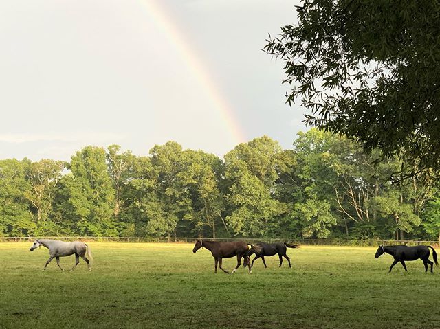 #poloponies arrive just in time for the evening rainbow. #luckypoloponies #polo #poloponies #polovacation #ponyvacation