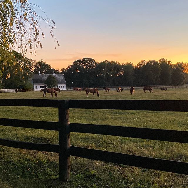 Cool evening grazing #iphone11pro @powhatanplantation