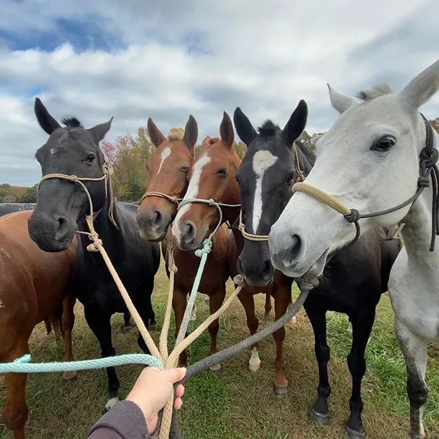Handful of polo ponies. @powhatanplantation
