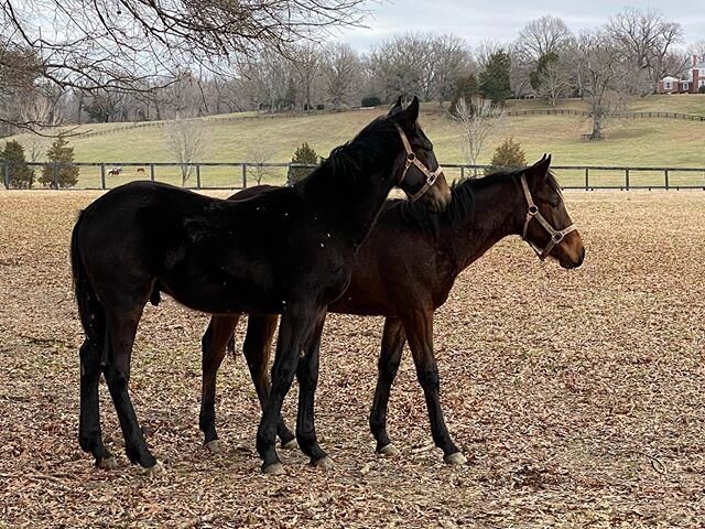Check out these beauties. #standarbredhorse #futureracehorse  we are happy to have new weanlings boarded with us. #virginiaracing #virginiaharnessracing