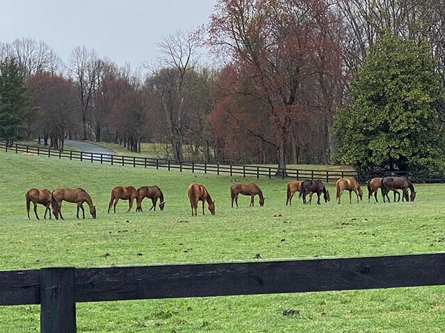Polo is over so we get these beauties a month early.  #springturnout #polo #polopony #poloponies