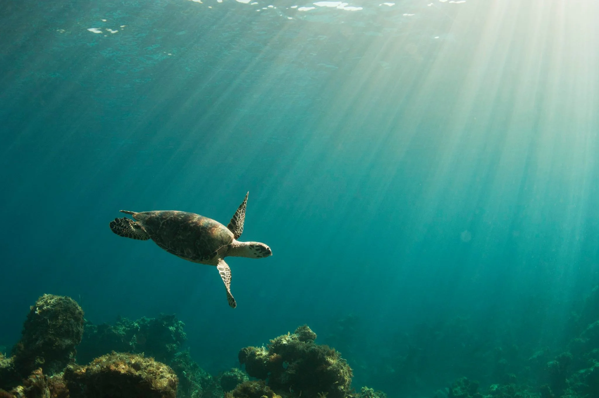 turtle swimming.jpg