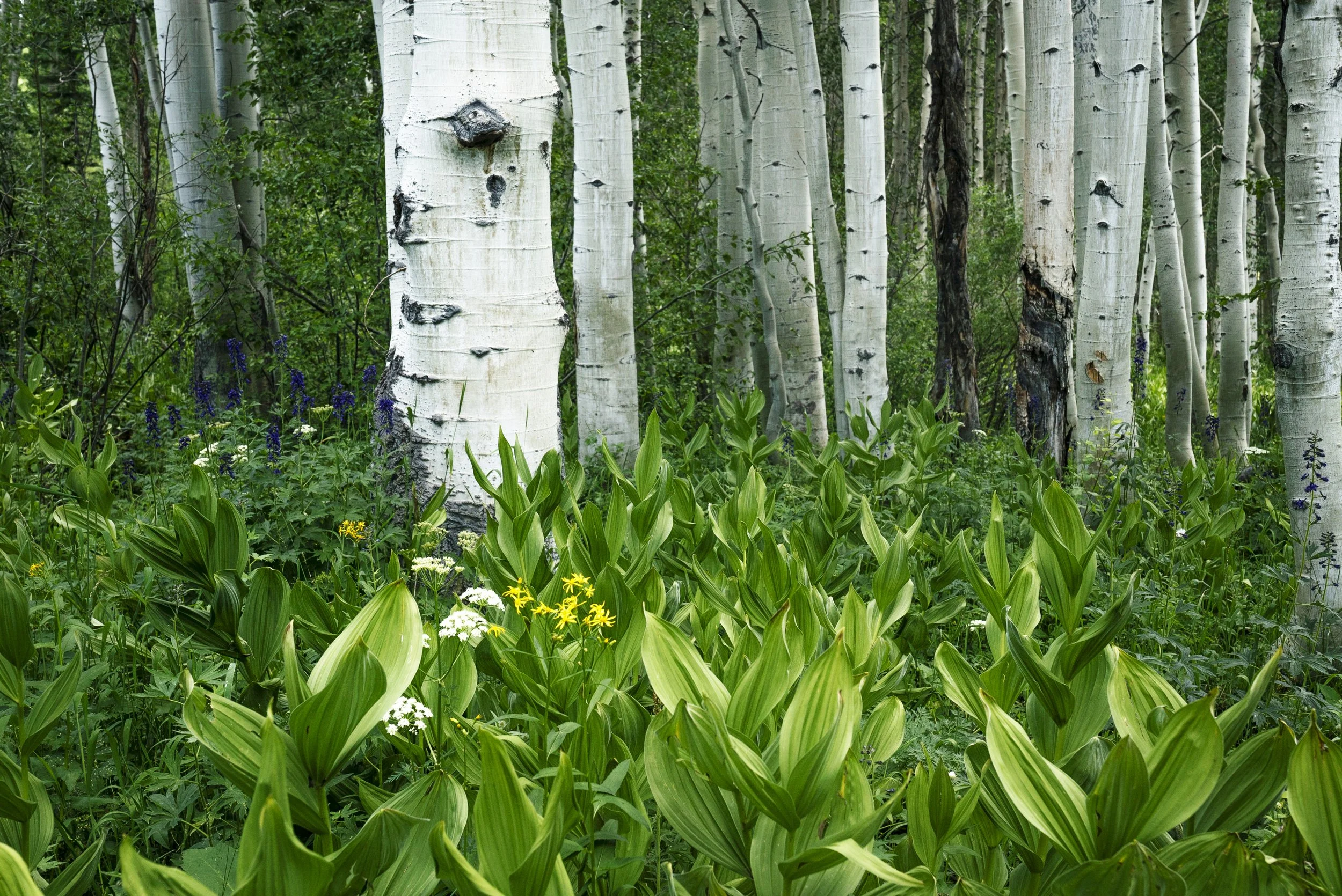 230723_Modesto-Upper Co River Basin_0076.jpg