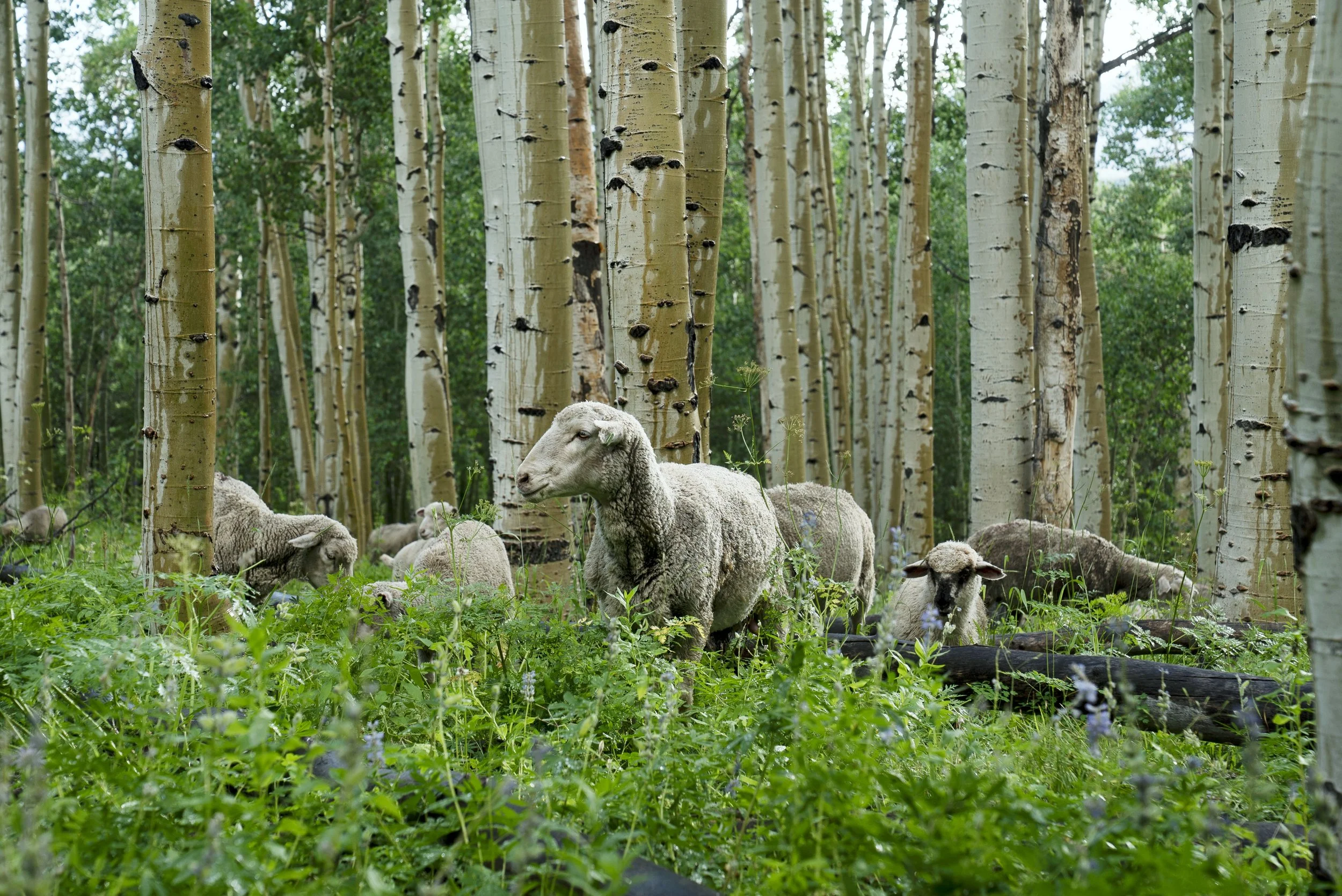 230723_Modesto-Upper Co River Basin_0256.jpg