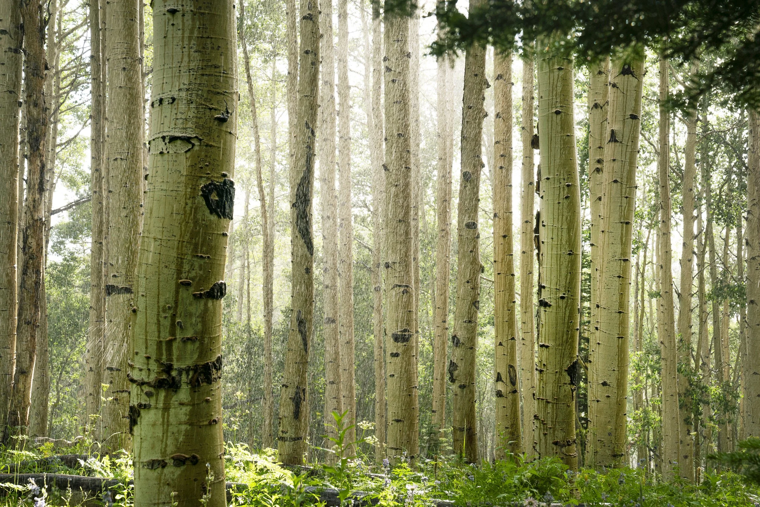 230723_Modesto-Upper Co River Basin_0234.jpg