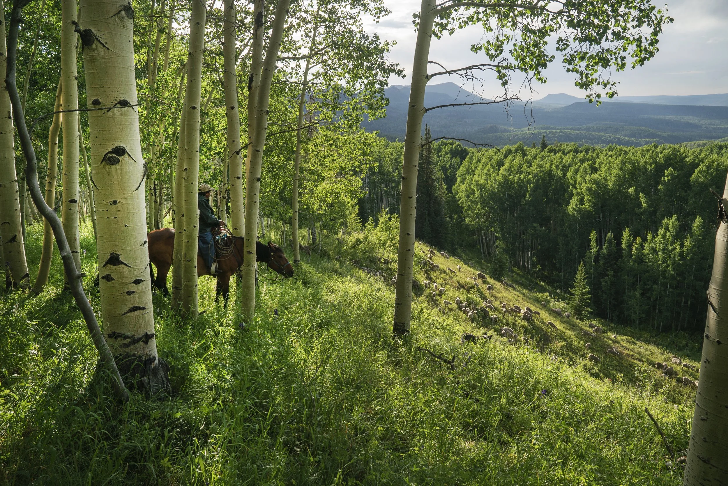 230723_Modesto-Upper Co River Basin_0272.jpg