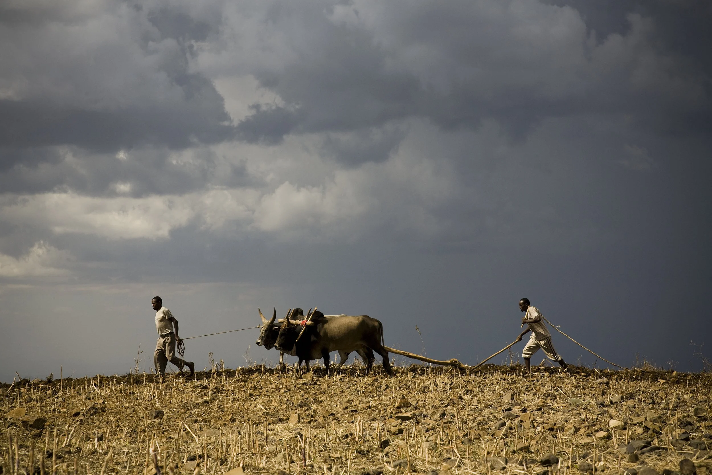 harar-farmers-ox2.jpg