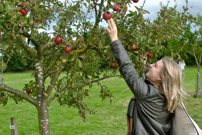 picking-apples