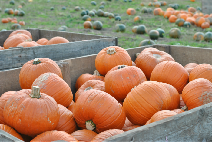 Pumpkin Picking at Farmer Copleys, Pontefract // Amy Elizabeth