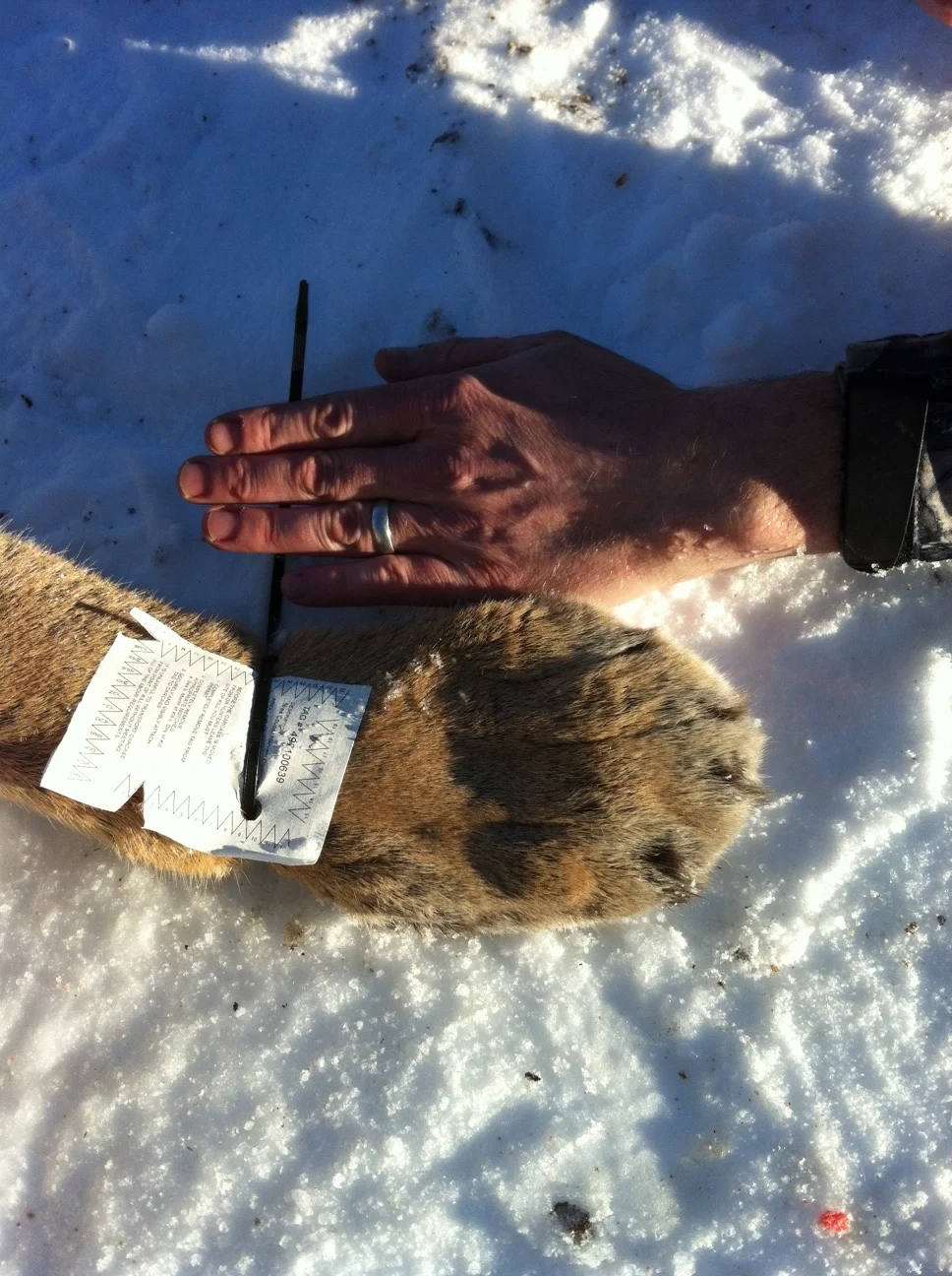 Apex Predator in the Utah Mountains