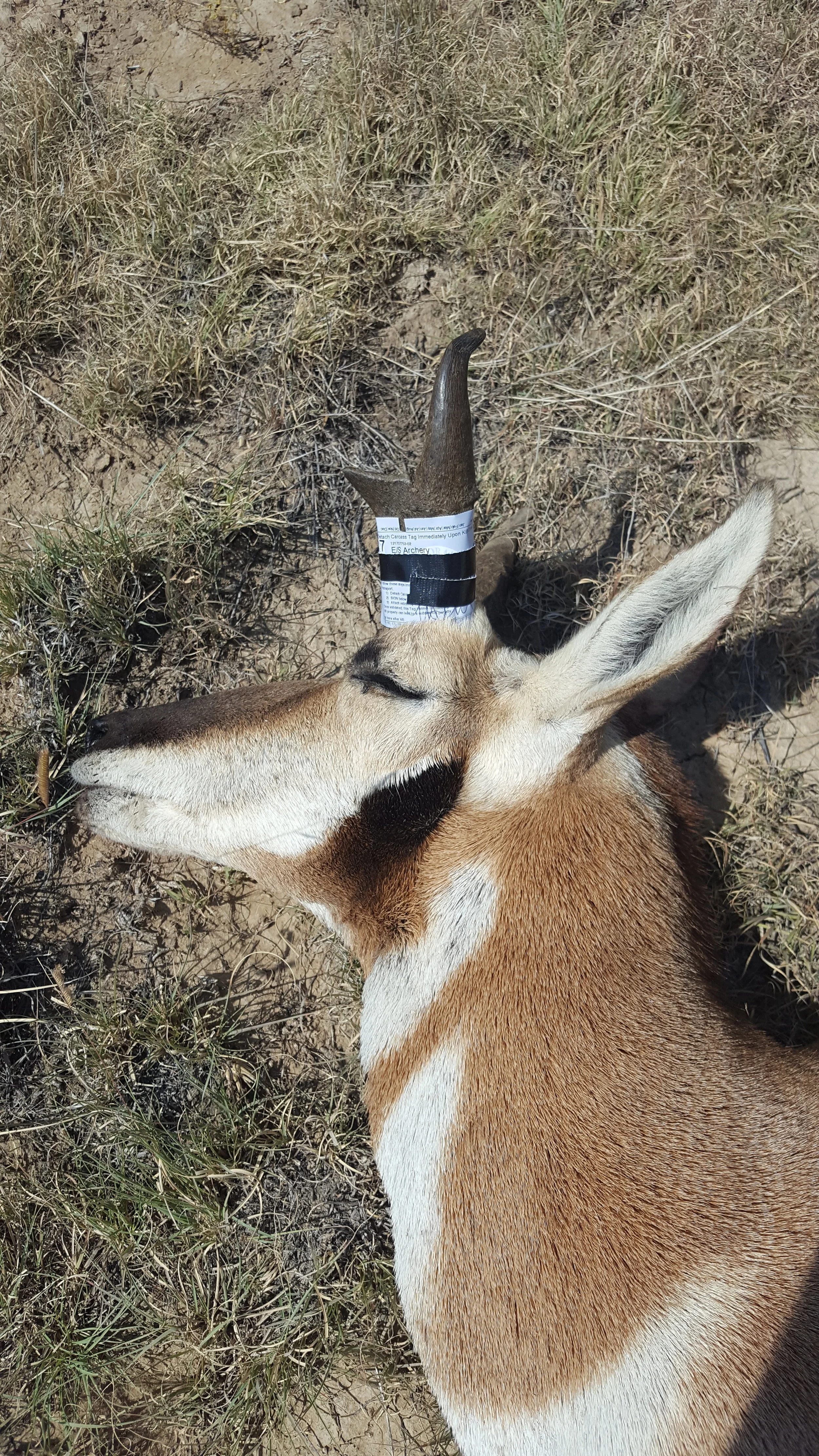 Pronghorn on the Moon
