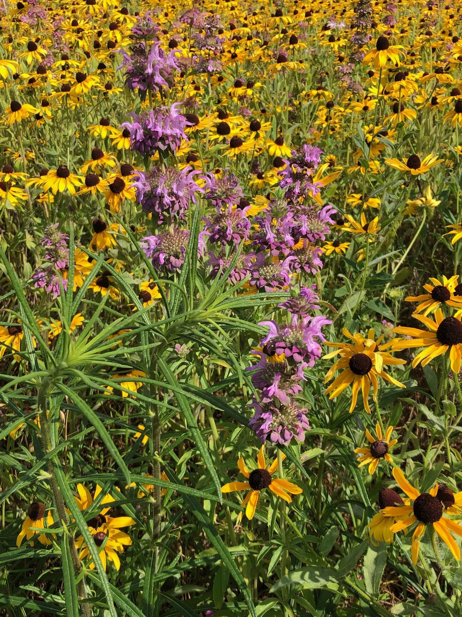 IMG_6550.jpeg