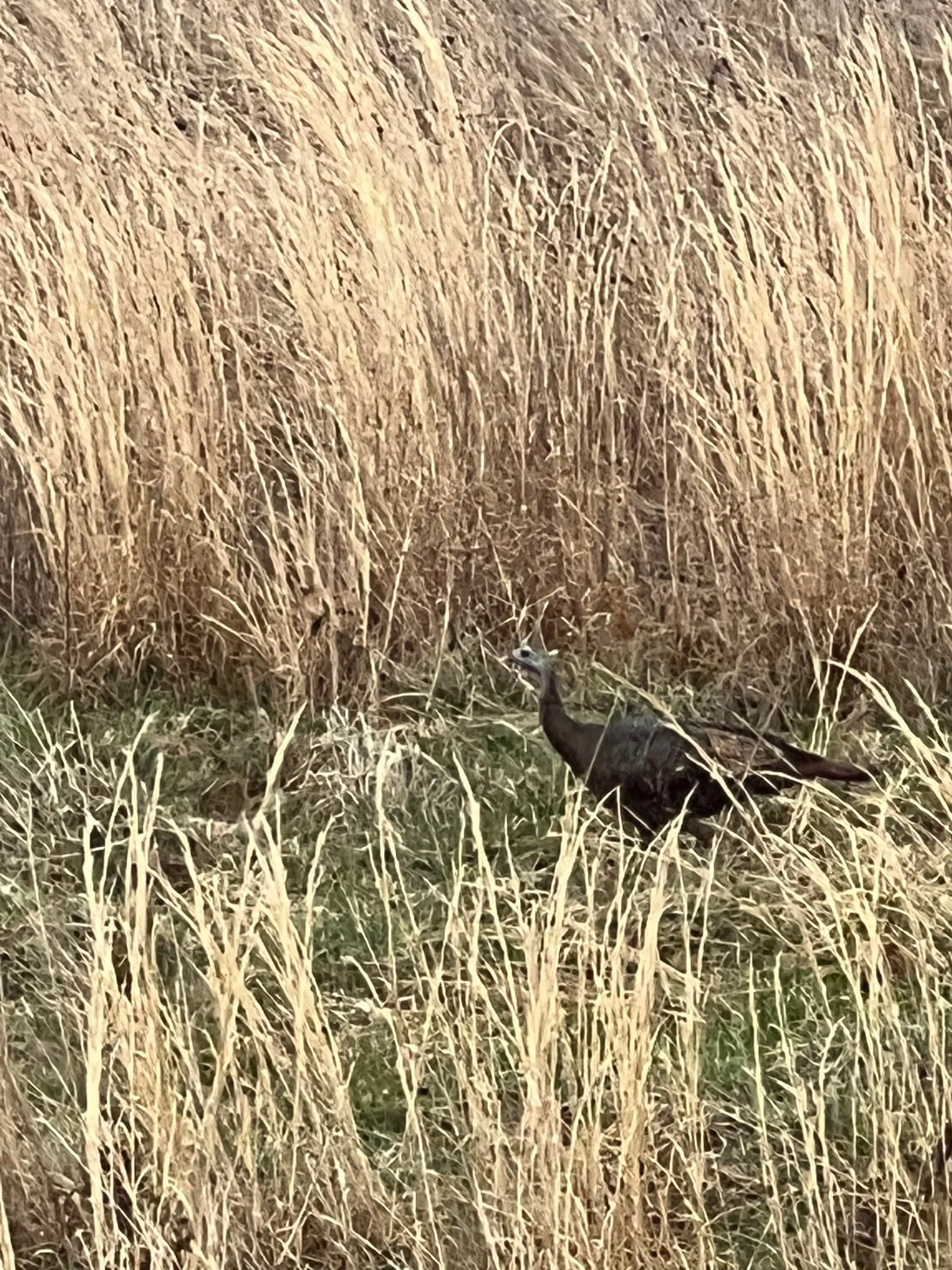 IMG_0590.jpeg