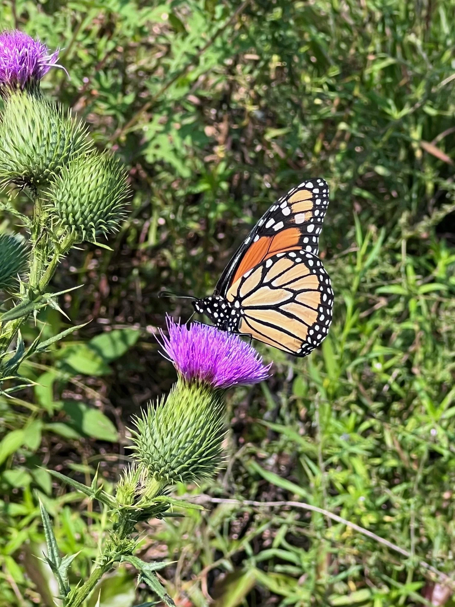 butterfly.jpeg