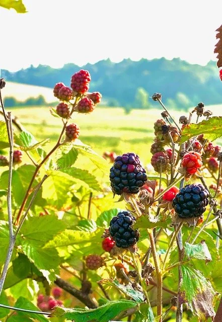 Blackberries new.jpeg