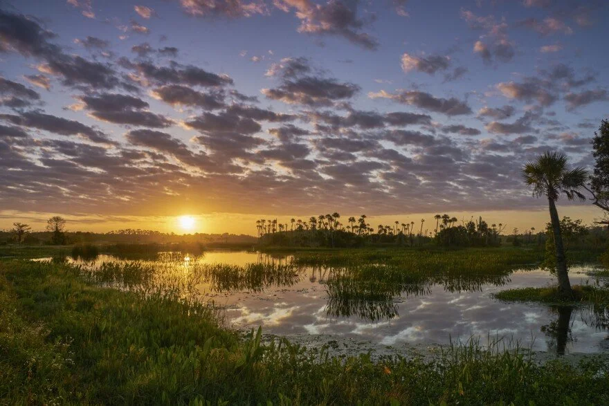 Wetlands.jpg