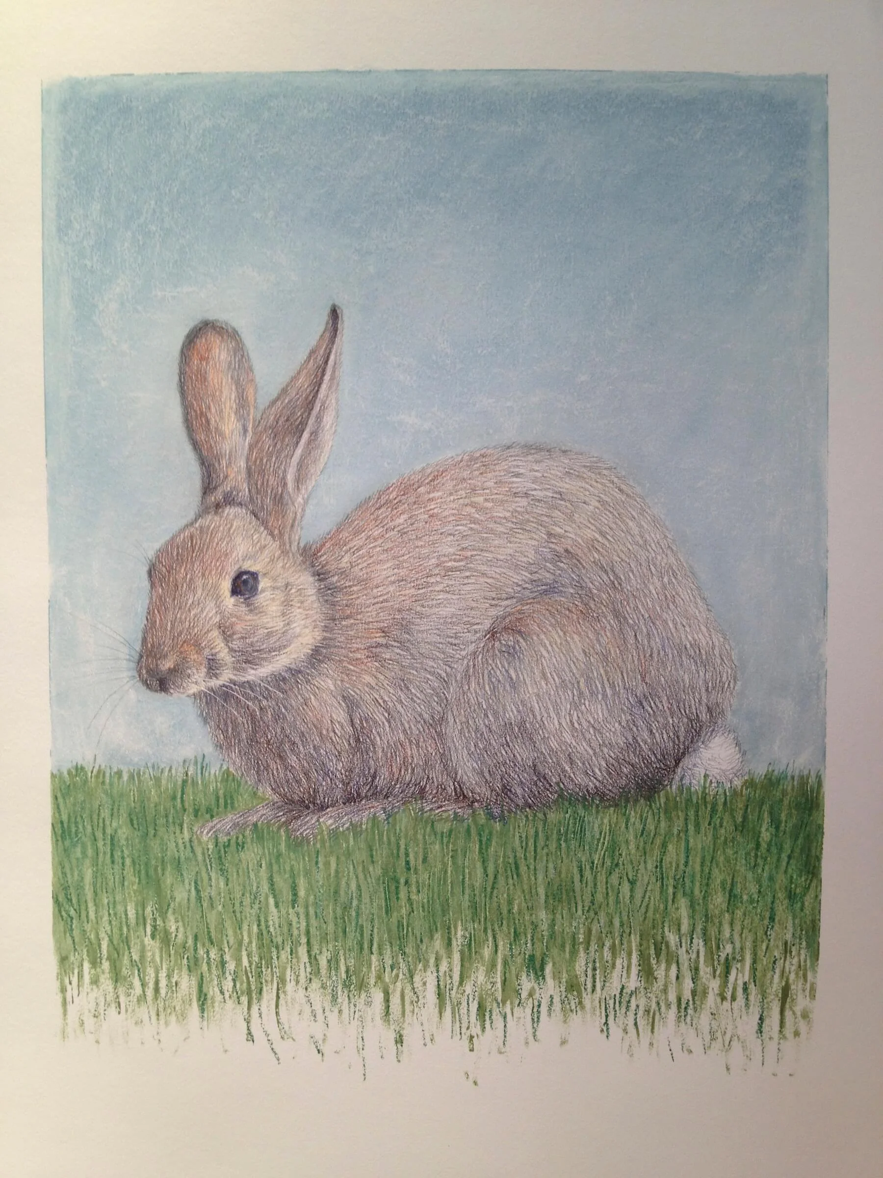 Cosmetic Rabbit