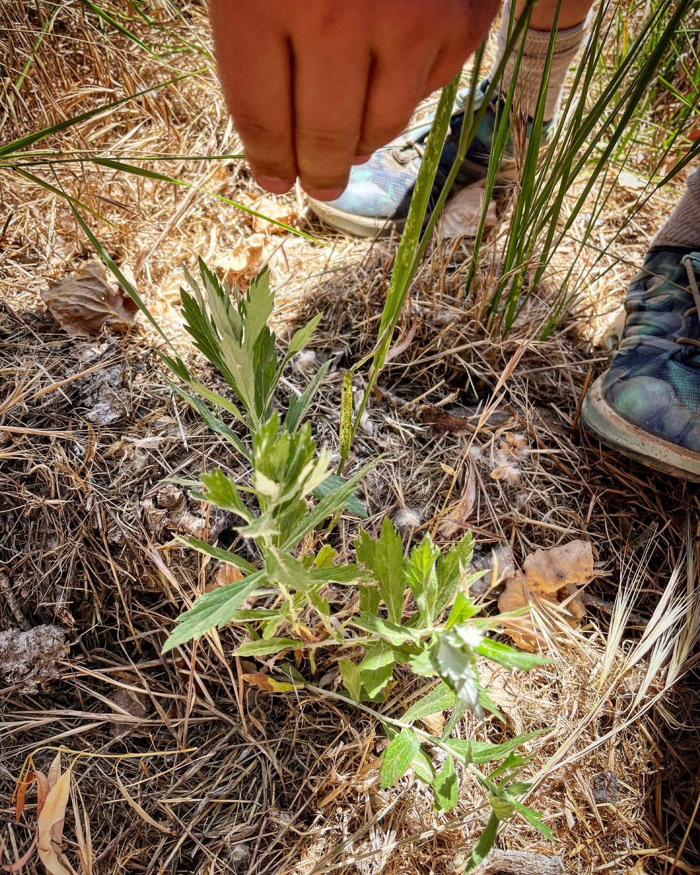 Artemisia douglasiana, known as California mugwort, Douglas's sagewort, or dream plant, is a western North American species of aromatic herb in the sunflower family (Asteraceae).

California mugwort has a long history of use, as a treatment for arthr