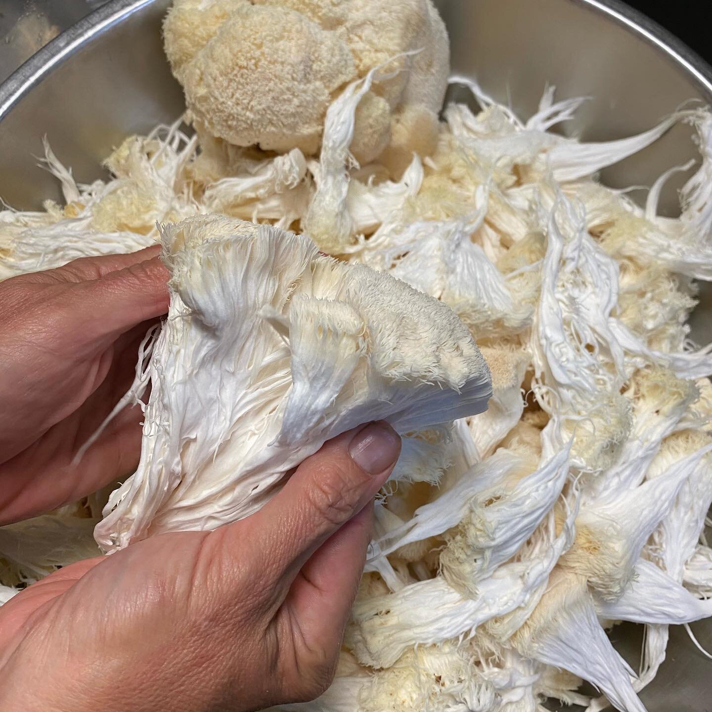 The art of preparing the Lions Mane mushrooms to be eaten &amp; enjoyed 😋 Rosetta was in the house today making the magic happen!!! Get your Lions Mane Tempura today!
#fungi #forestfeeding #downtownasheville #ashevillelocal