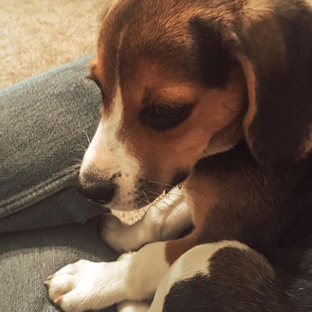 Morning snuggles with my pop are the best.
.
.
.
#beagle #beaglepuppy #puppylove #dogsofinstagram #puppiesofinstagram #colorado #amanandhisdog #cpa #taxseason