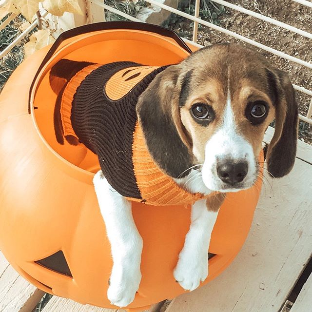 Hey! Where&rsquo;s the candy?!
.
#halloweencandy #spoiledpup #dogsinsweaters #beaglepuppy #beaglesofinstagram #beagle #puppylove #puppiesofinstagram