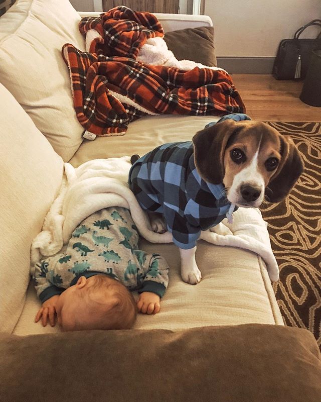 Guarding my new human. Also licking him because babies taste good.
.
#beaglesofinstagram #beaglepuppy #puppylove #boomer #guardpuppy #beagle #gooddog