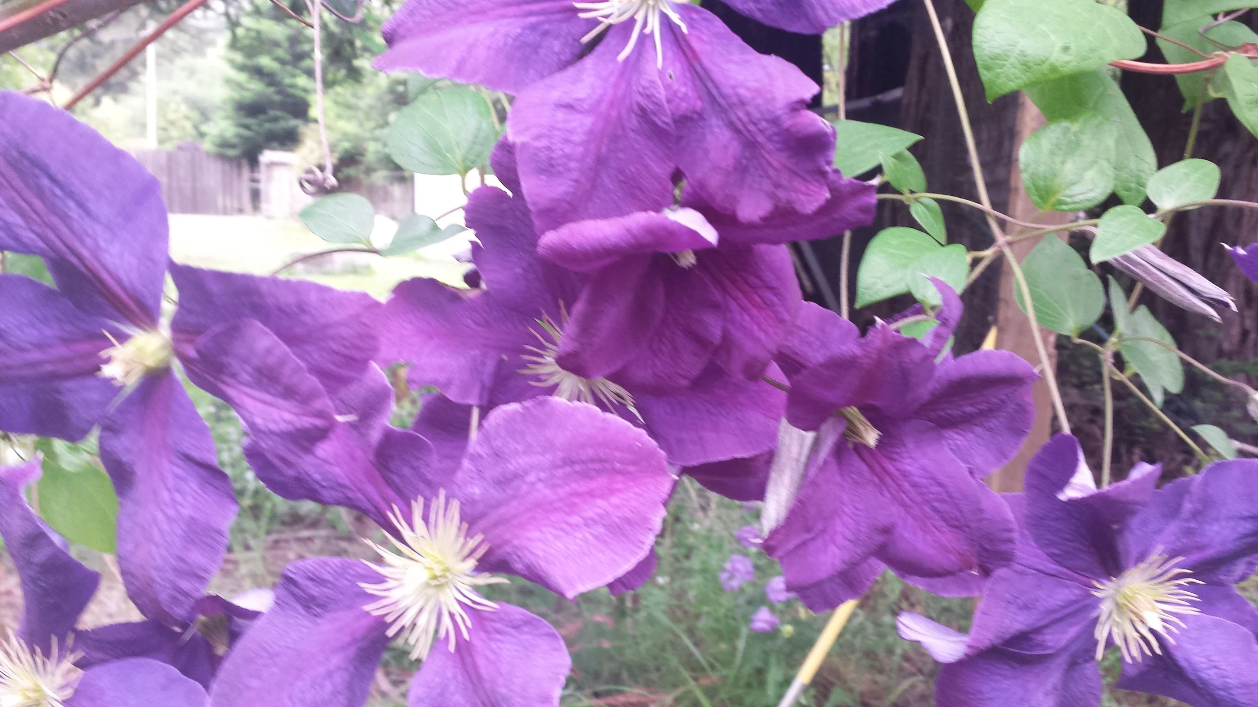 Clematis