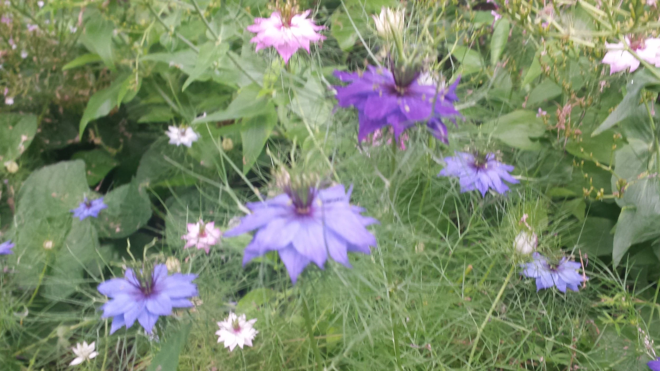 Nigella, Love-In-a-Mist