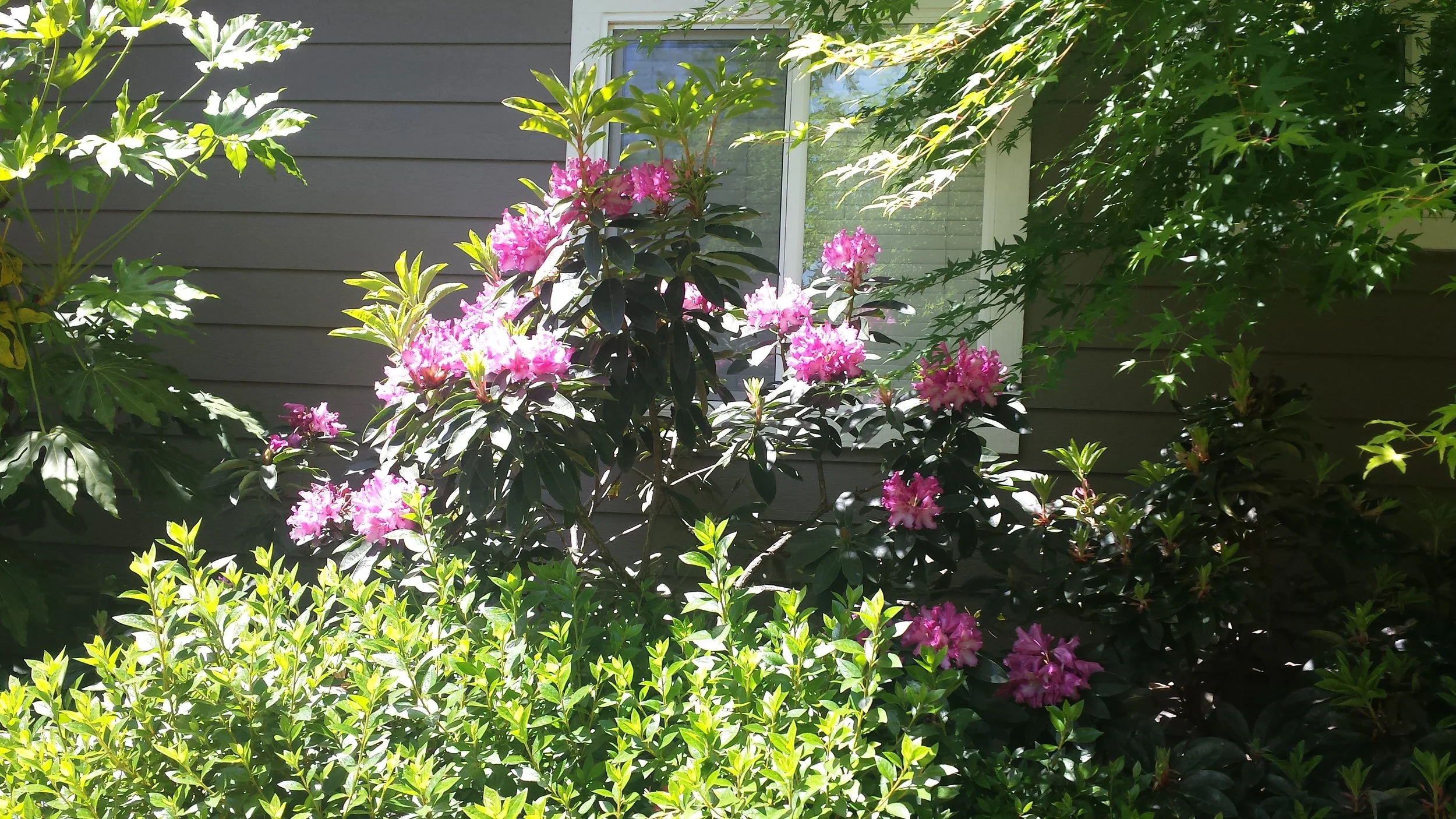 Rhododendron and Azaleas