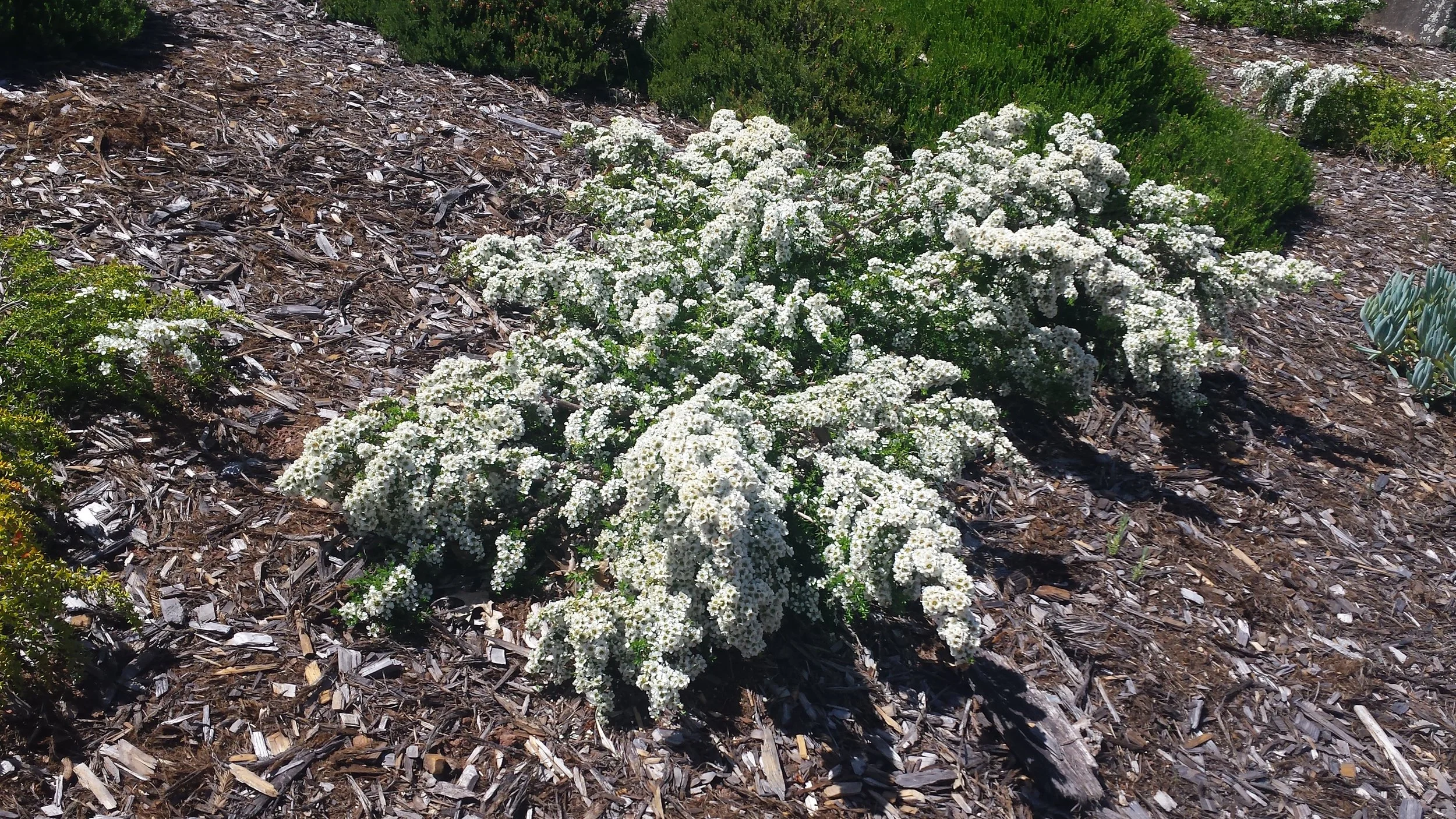 Leptospermum scoparium 'Horizontalis' Horizontalis New Zealand Tea Tree