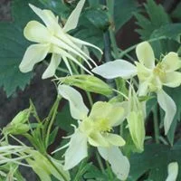 Columbine