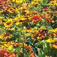 Rudbeckia