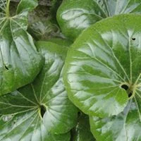 Farfugium japonicum 'Gigantea', Giant Leopard Plant