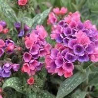Pulmonaria