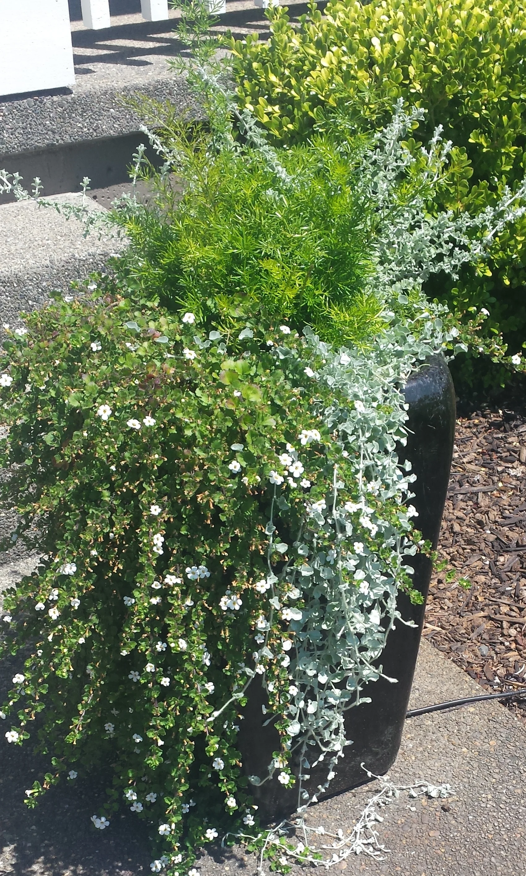20170801_142042.jpg