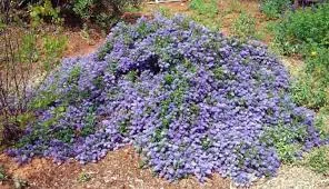 Ceanothus, California lilac