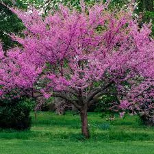 Cercis occidentalis, Western Red Bud