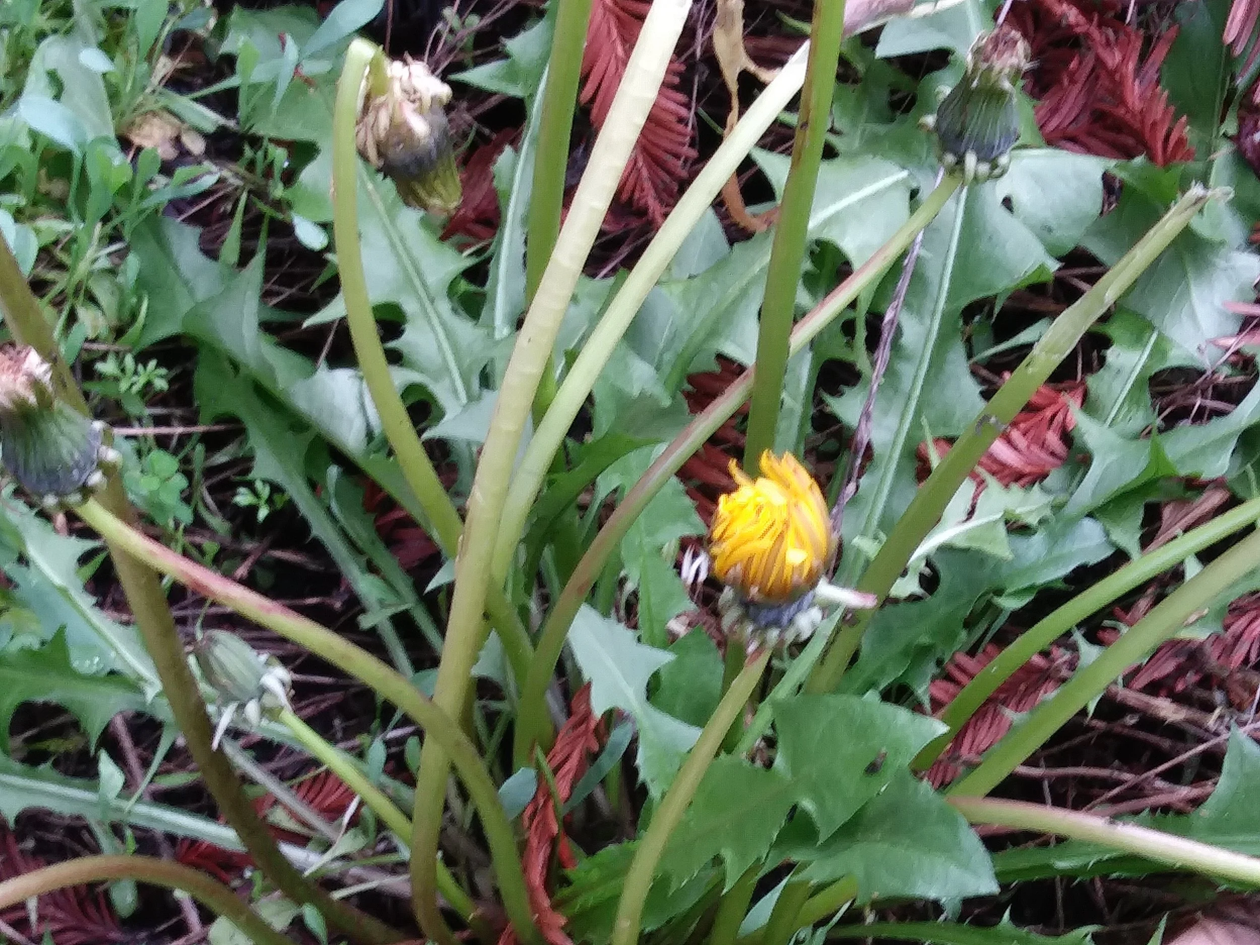Dandelions can tell you about nutrient deficiencies, while being a great source of micronutrients for the enthusiast forager.